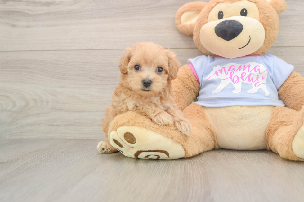 Maltipoo Puppy for Adoption
