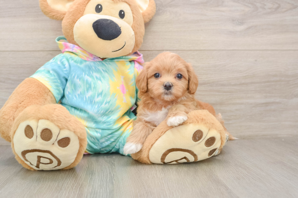 Best Maltipoo Baby