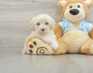 8 week old Maltipoo Puppy For Sale - Pilesgrove Pups