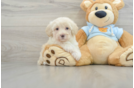 Maltipoo Pup Being Cute