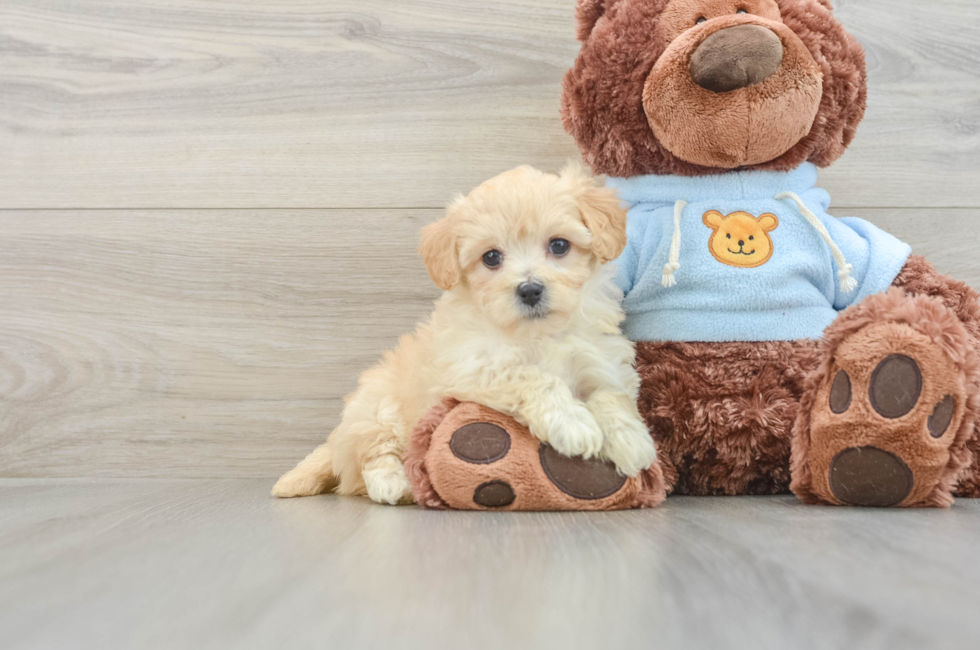 7 week old Maltipoo Puppy For Sale - Pilesgrove Pups