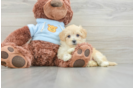 Maltipoo Pup Being Cute