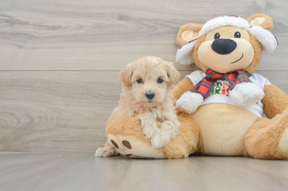 6 week old Maltipoo Puppy For Sale - Pilesgrove Pups