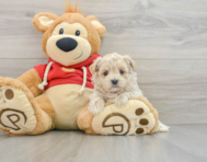 7 week old Maltipoo Puppy For Sale - Pilesgrove Pups