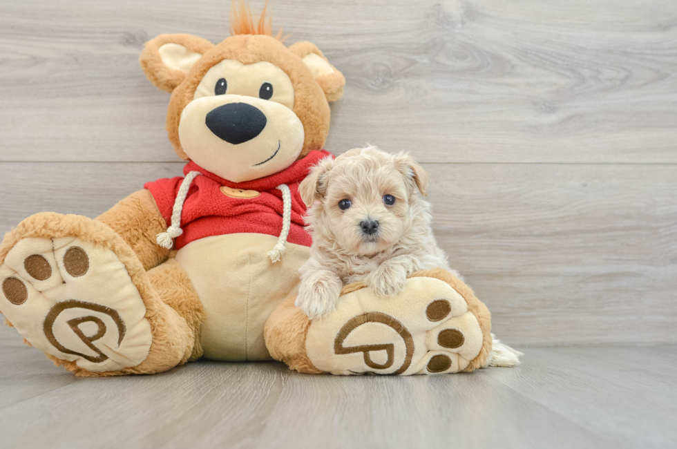 6 week old Maltipoo Puppy For Sale - Pilesgrove Pups