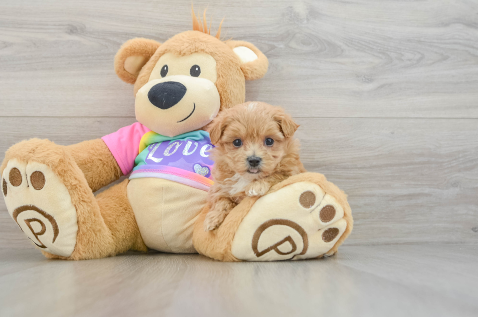 7 week old Maltipoo Puppy For Sale - Pilesgrove Pups