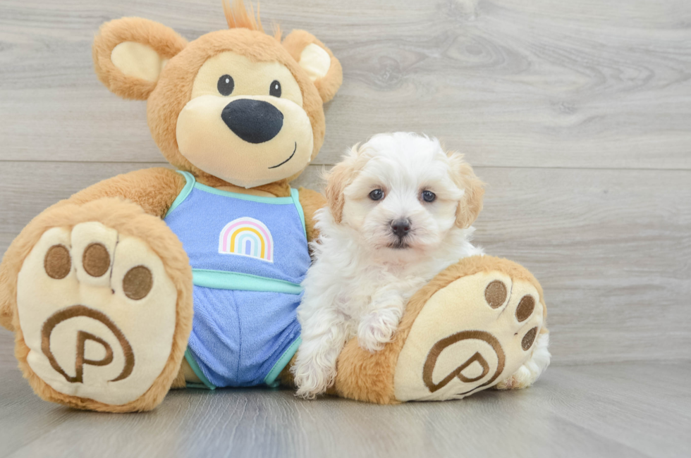 6 week old Maltipoo Puppy For Sale - Pilesgrove Pups