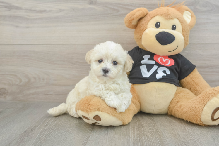 Maltipoo Puppy for Adoption