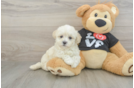 Maltipoo Puppy for Adoption
