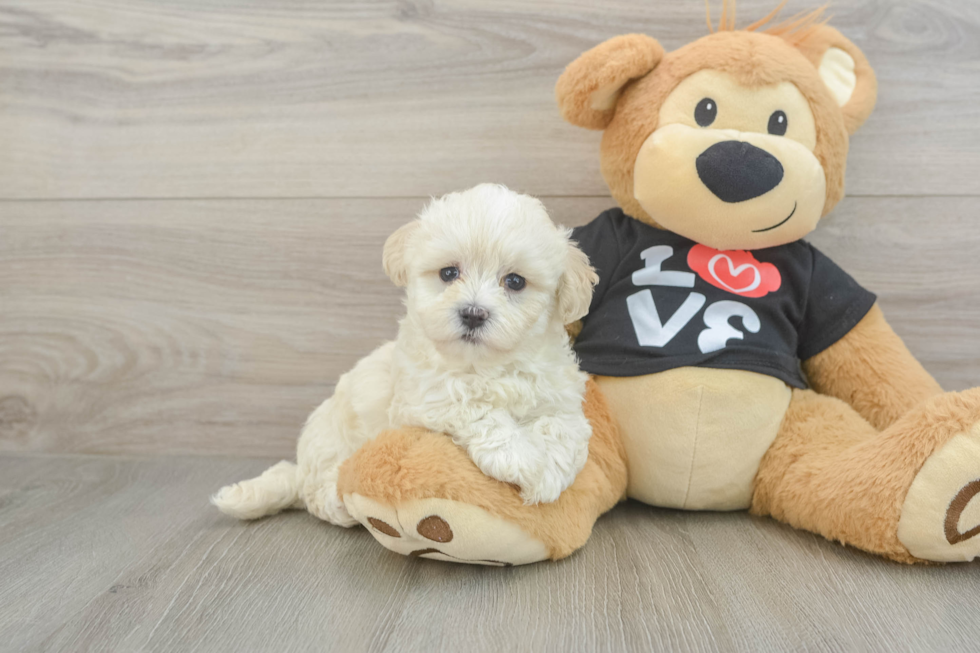 Maltipoo Puppy for Adoption