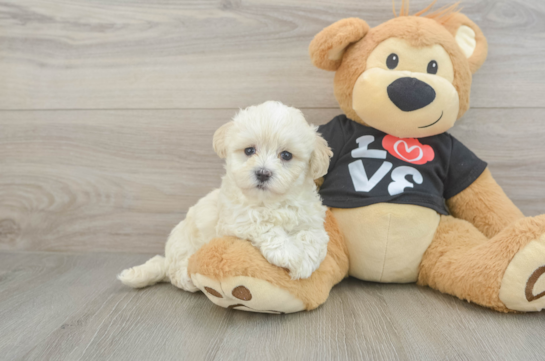 Maltipoo Puppy for Adoption