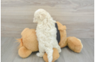 Maltipoo Pup Being Cute
