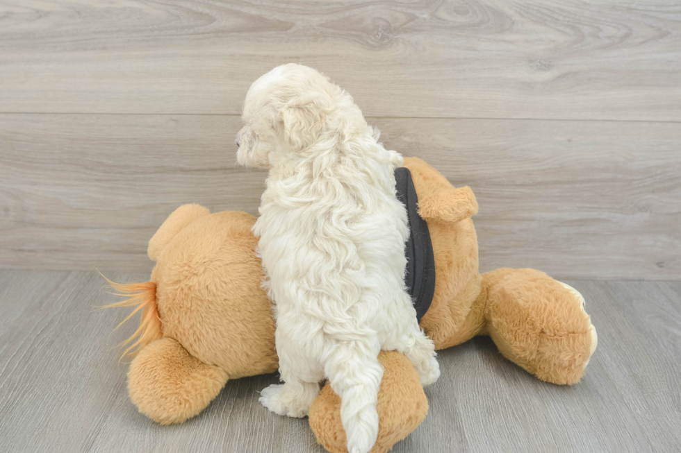 Maltipoo Pup Being Cute