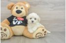 Best Maltipoo Baby