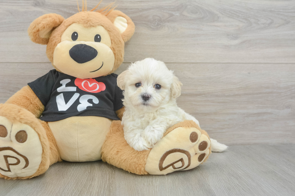 Best Maltipoo Baby