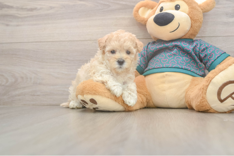 Friendly Maltipoo Baby