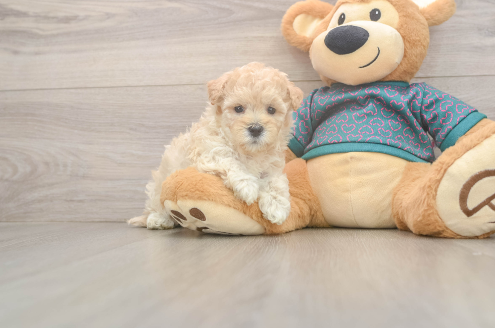 5 week old Maltipoo Puppy For Sale - Pilesgrove Pups