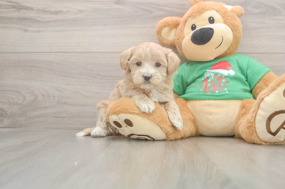 6 week old Maltipoo Puppy For Sale - Pilesgrove Pups