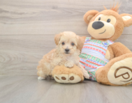 6 week old Maltipoo Puppy For Sale - Pilesgrove Pups