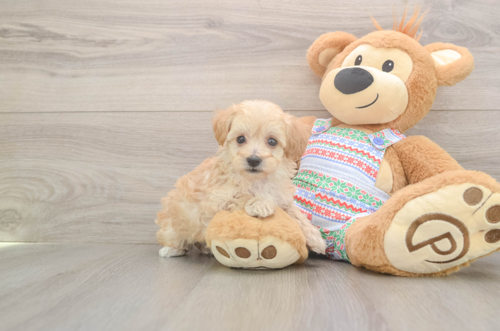 5 week old Maltipoo Puppy For Sale - Pilesgrove Pups