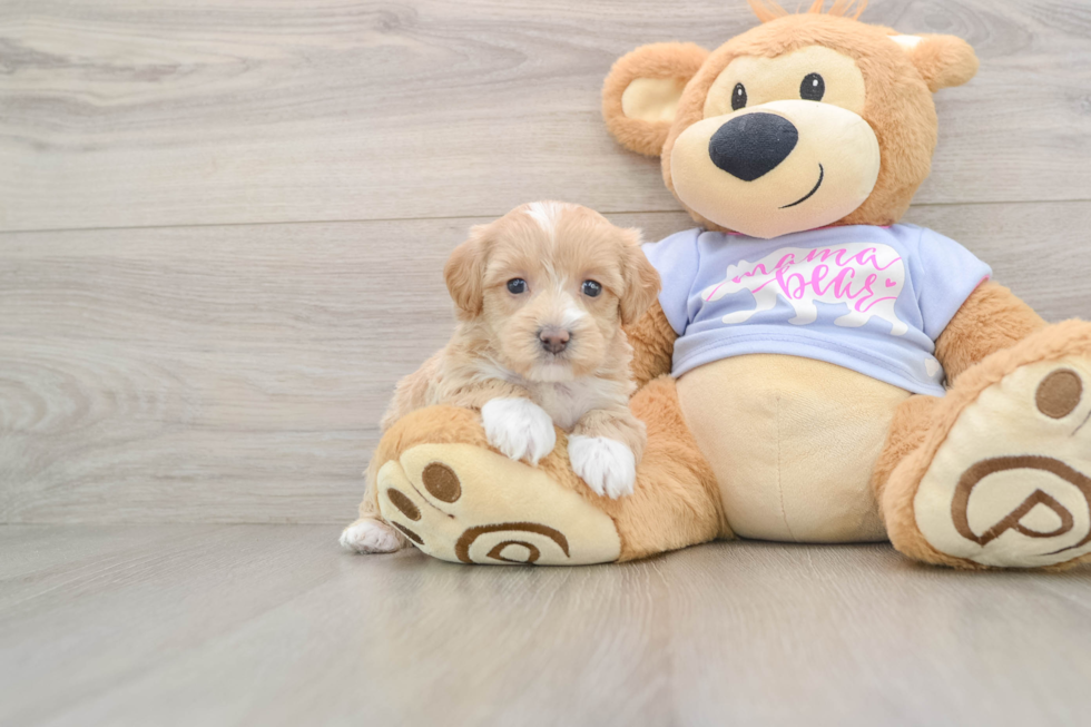 Popular Maltipoo Poodle Mix Pup