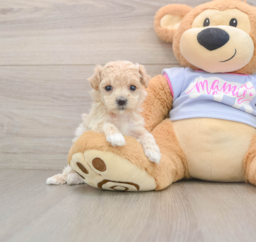 7 week old Maltipoo Puppy For Sale - Pilesgrove Pups
