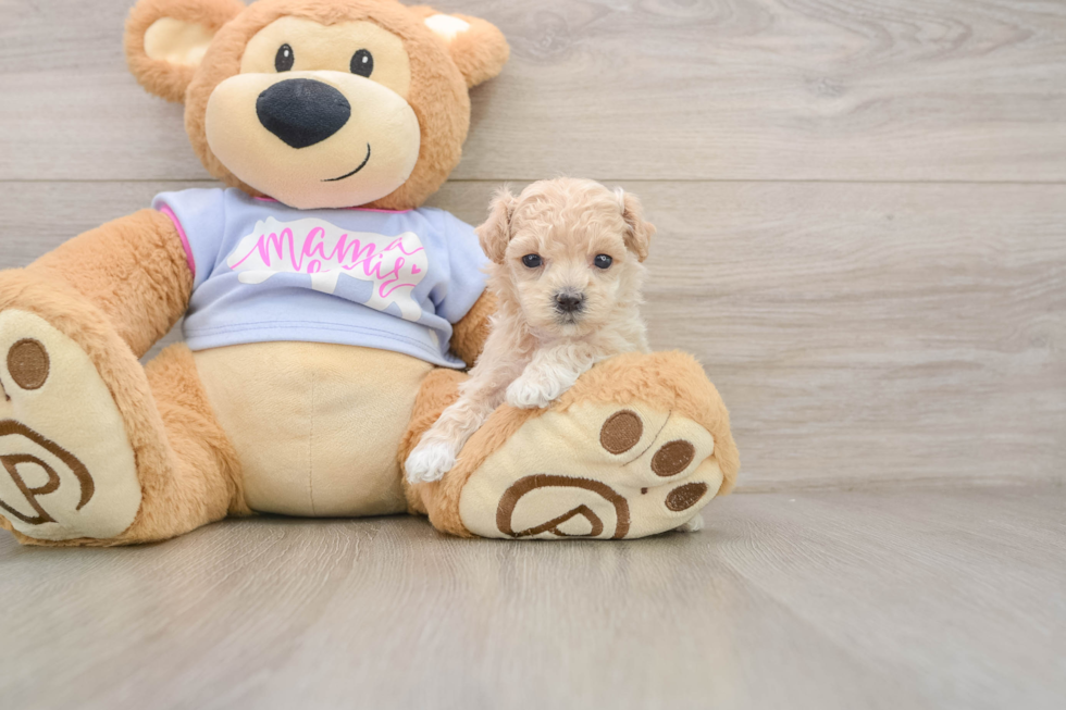 Maltipoo Puppy for Adoption