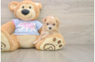 Maltipoo Puppy for Adoption
