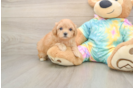 Maltipoo Pup Being Cute