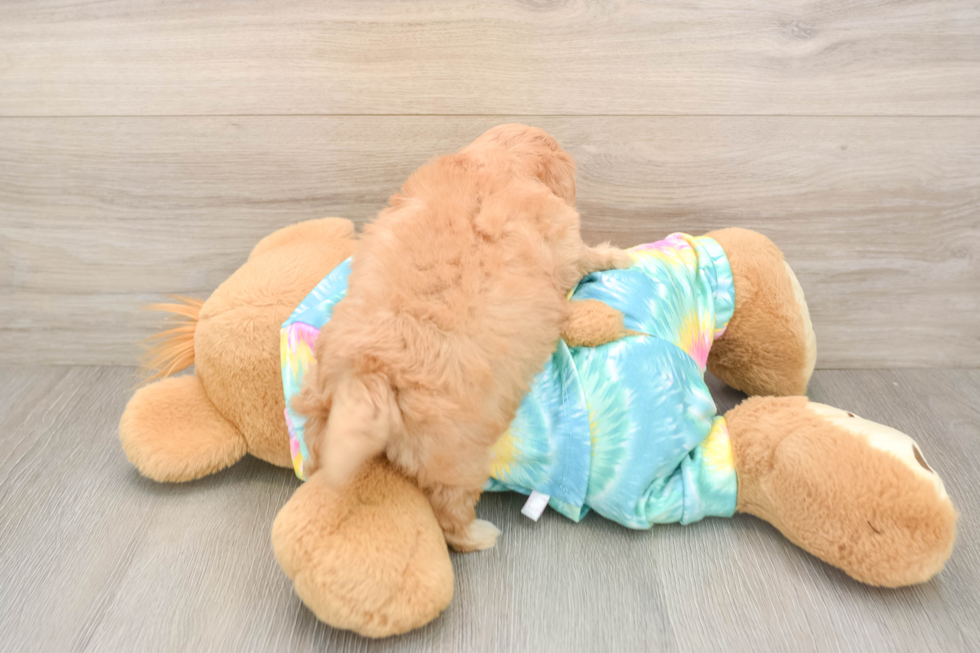 Best Maltipoo Baby