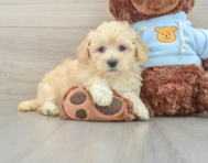 9 week old Maltipoo Puppy For Sale - Pilesgrove Pups