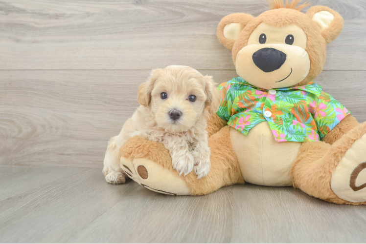 Adorable Maltidoodle Poodle Mix Puppy