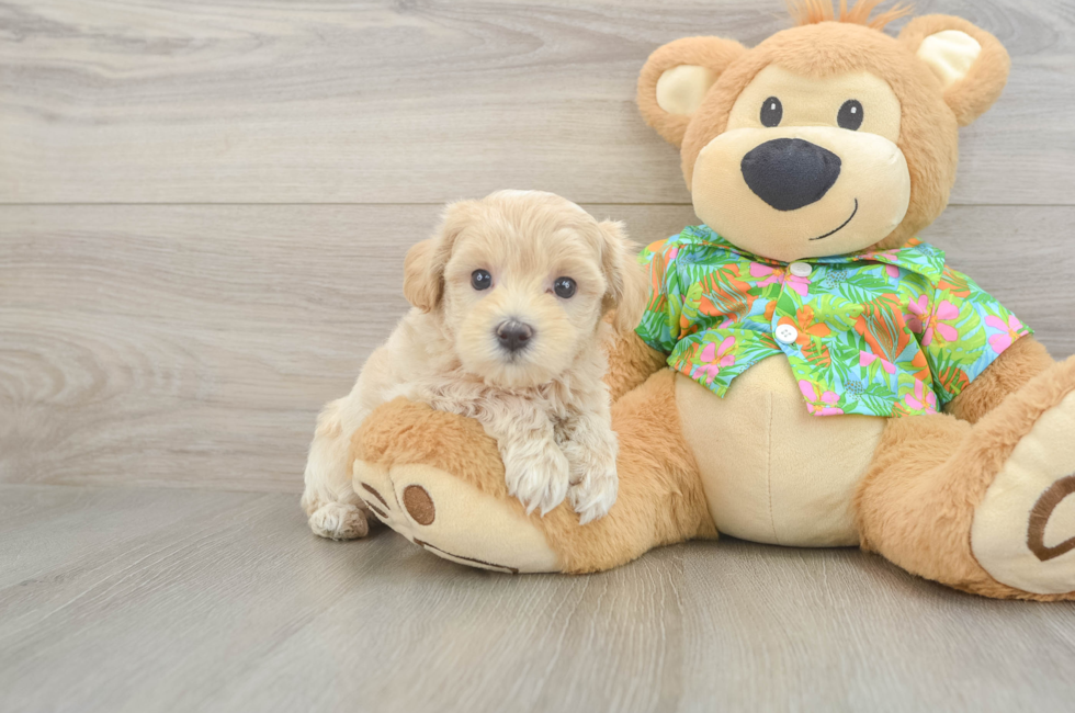 6 week old Maltipoo Puppy For Sale - Pilesgrove Pups