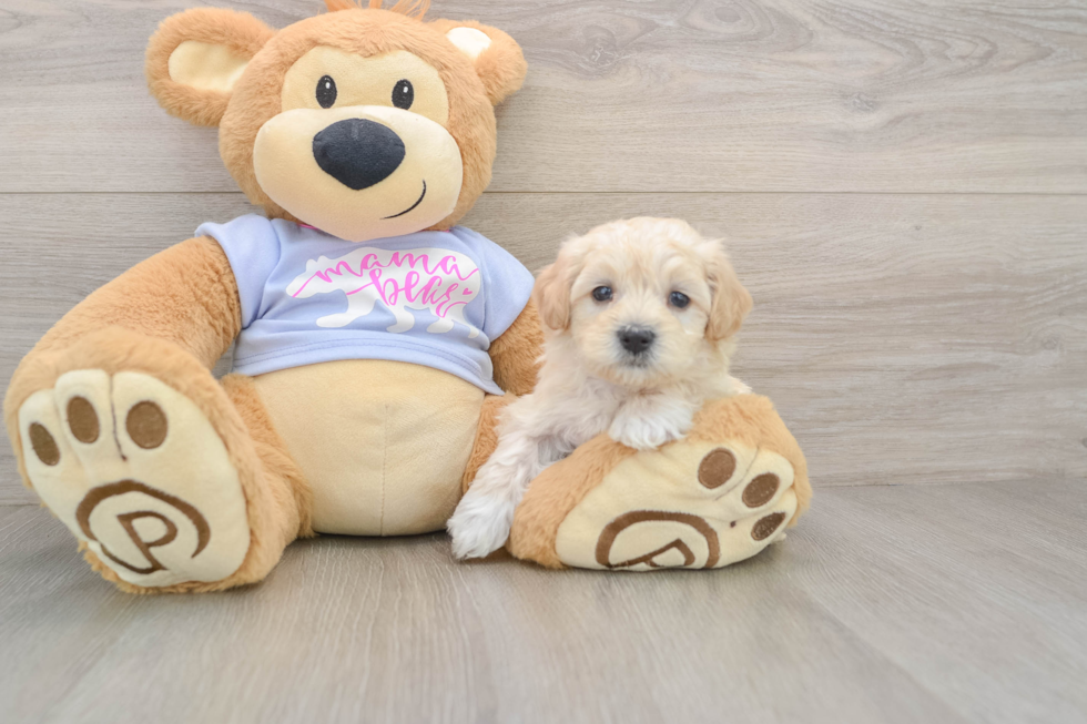 Little Maltidoodle Poodle Mix Puppy