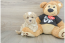 Best Maltipoo Baby