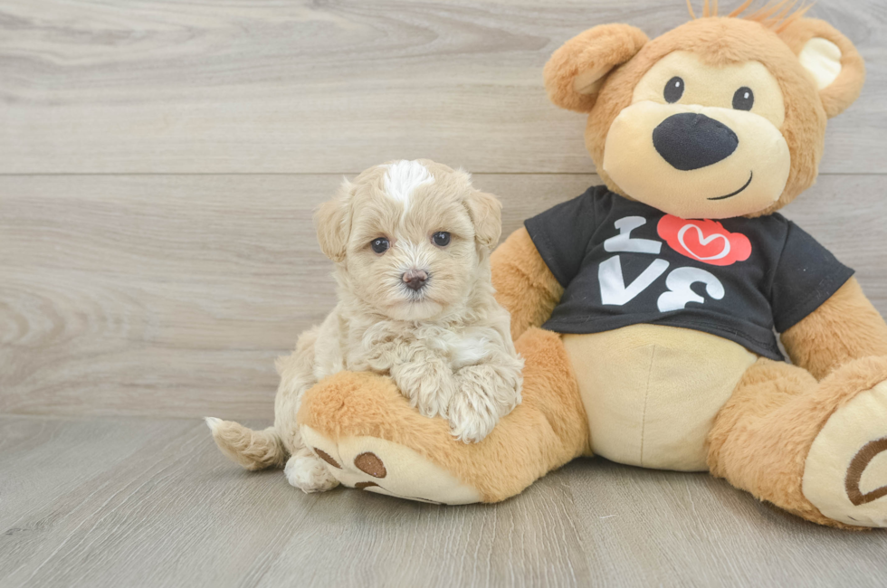 5 week old Maltipoo Puppy For Sale - Pilesgrove Pups