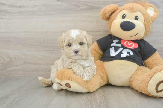 Best Maltipoo Baby