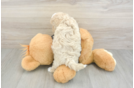 Funny Maltipoo Poodle Mix Pup