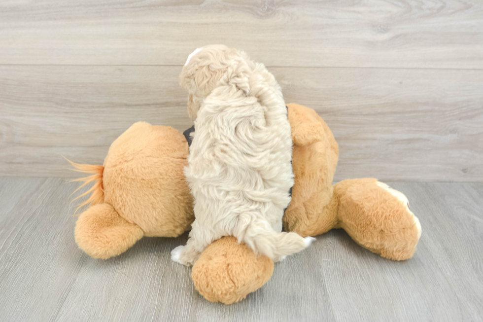 Funny Maltipoo Poodle Mix Pup