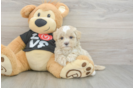 Maltipoo Pup Being Cute