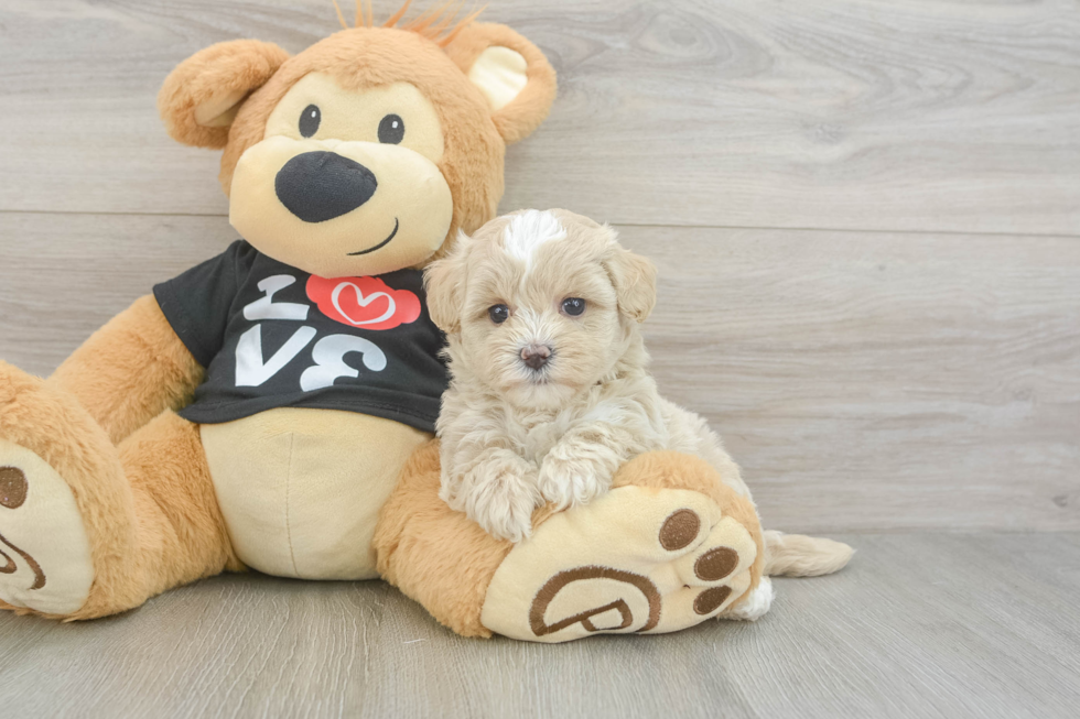 Maltipoo Pup Being Cute
