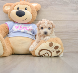 7 week old Maltipoo Puppy For Sale - Pilesgrove Pups