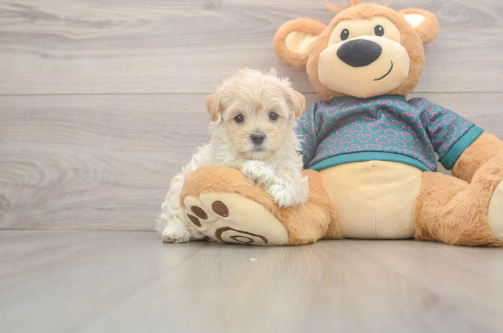 5 week old Maltipoo Puppy For Sale - Pilesgrove Pups