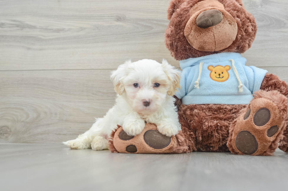 8 week old Maltipoo Puppy For Sale - Pilesgrove Pups