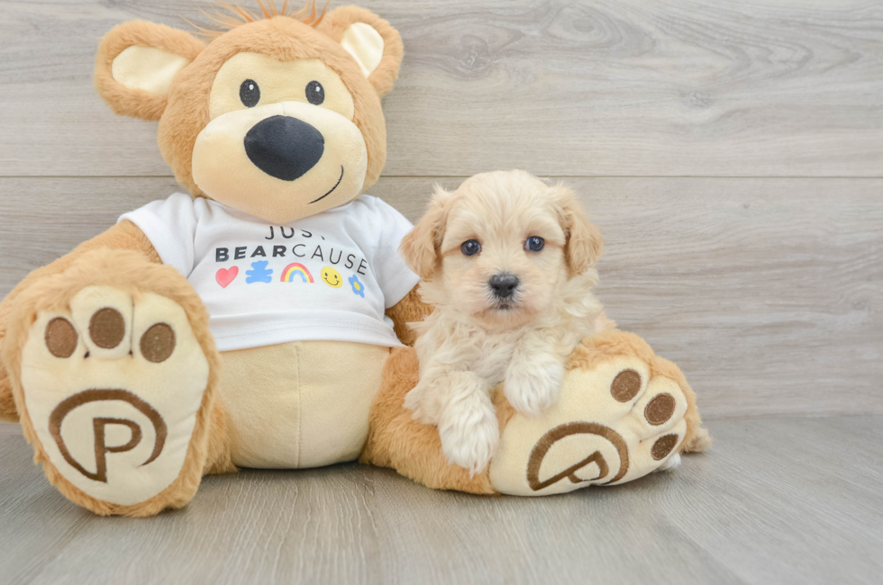 6 week old Maltipoo Puppy For Sale - Pilesgrove Pups
