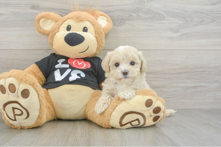 Little Maltese Poodle Poodle Mix Puppy