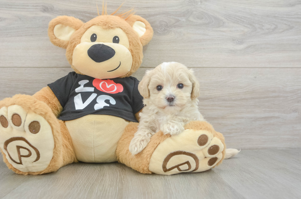 5 week old Maltipoo Puppy For Sale - Pilesgrove Pups