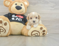 8 week old Maltipoo Puppy For Sale - Pilesgrove Pups