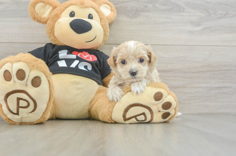 5 week old Maltipoo Puppy For Sale - Pilesgrove Pups