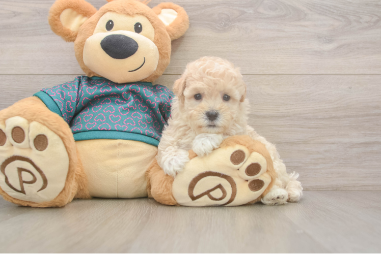 Energetic Moodle Poodle Mix Puppy